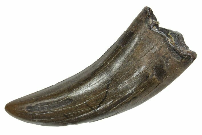 Serrated, Tyrannosaur (Nanotyrannus) Tooth - Montana #350422
